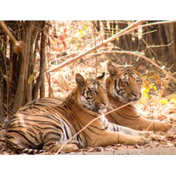 Tadoba + Nagzira National Park 3N/4D 